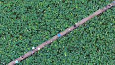 江西進(jìn)賢2000畝蓮花盛開 鳥瞰畫面呈現(xiàn)&ldquo;幾何美&rdquo;