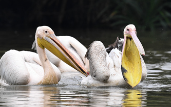 白鵜鶘&ldquo;作客&rdquo;?？? />  
<div>白鵜鶘“作客”?？?/div>
</a>
<a href=