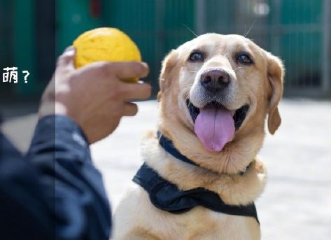 為了&ldquo;破冰&rdquo;，它們英勇無畏！