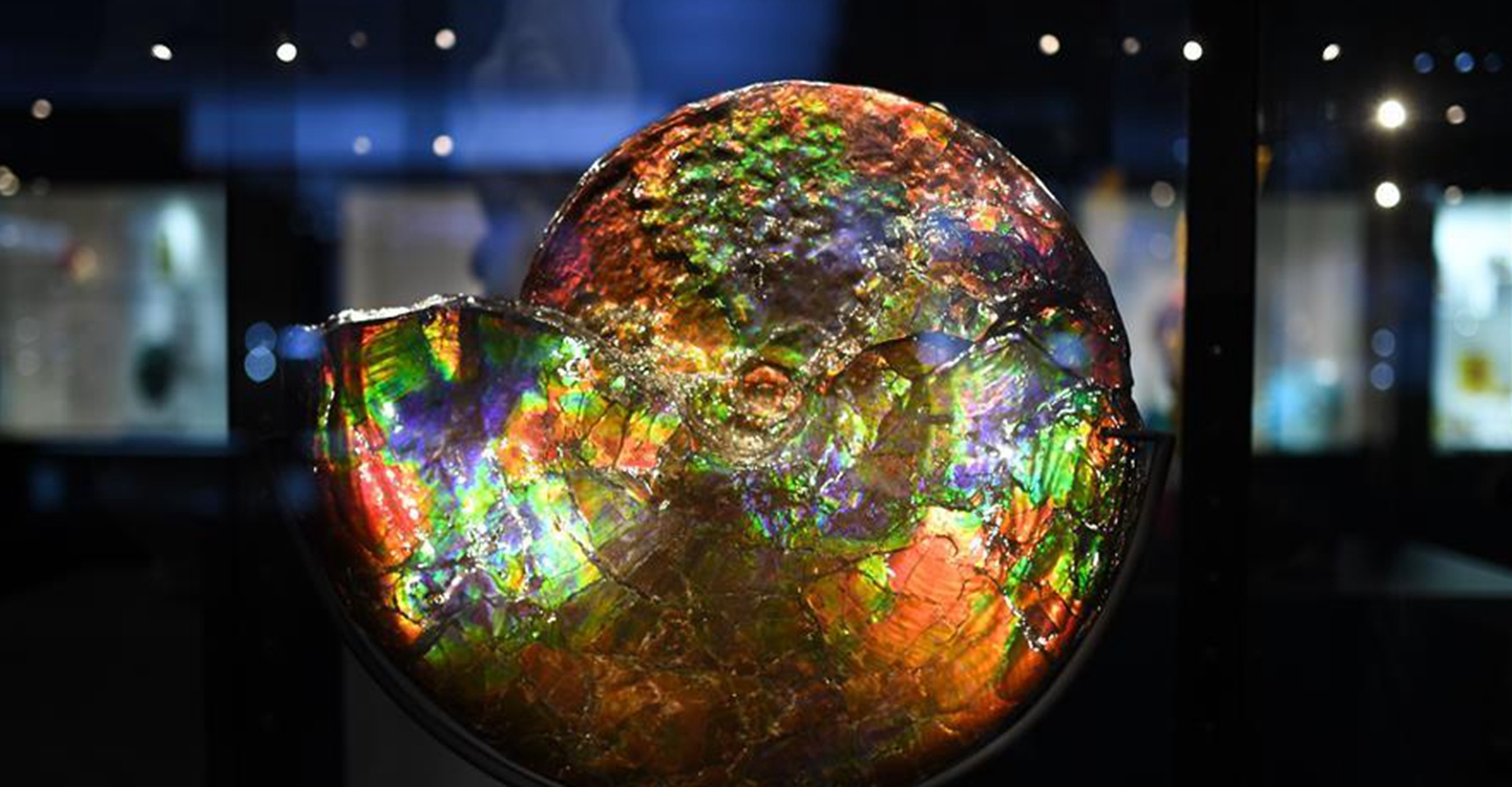 進(jìn)博會(huì)觀(guān)展體驗(yàn)：多彩&middot;絢爛&middot;未來(lái)感