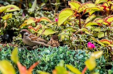 &ldquo;低語的花床&rdquo;