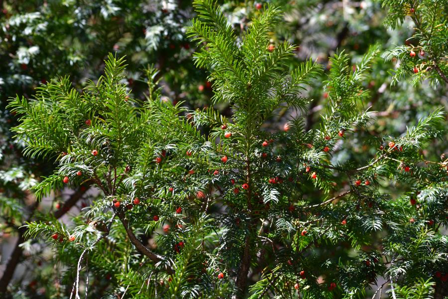 時隔40多年，我國再度發(fā)現珍稀瀕危植物密葉紅豆杉種群