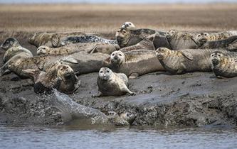 斑海豹洄游棲息遼河入?？? />  
<div>斑海豹洄游棲息遼河入海口</div>
</a> 
</div>
<div   id=