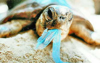 你隨手一扔，也許就毀掉它們的一生！